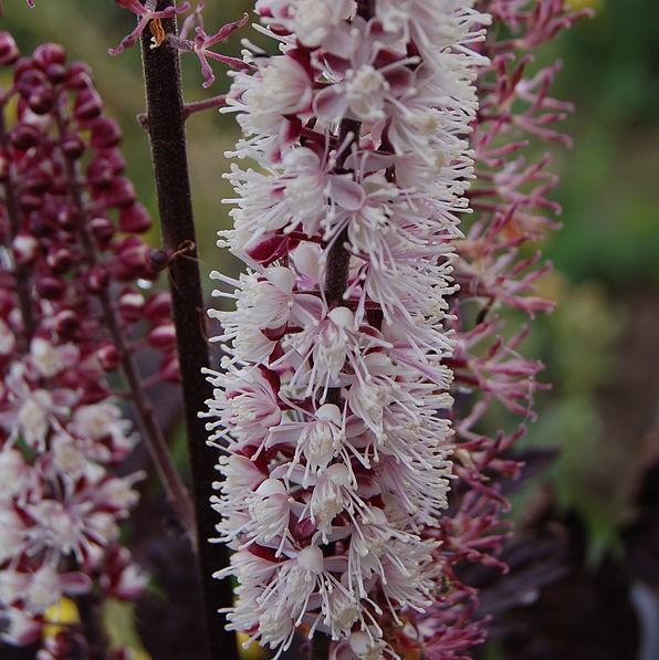 Actaea simplex - Brunette Bugbane, Cohosh