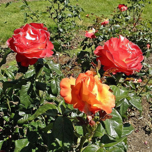 Rosa 'Aromiclea' - Voodoo Rose