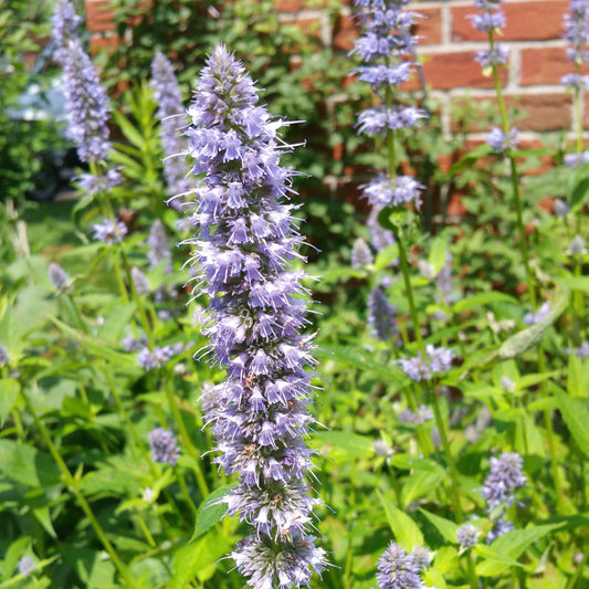 Agastache foeniculum - Blue Fortune Giant Hyssop