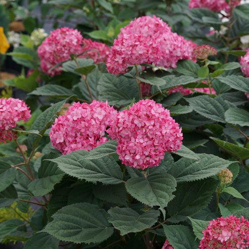 Hydrangea arborescens - Invincibelle® Ruby Hydrangea