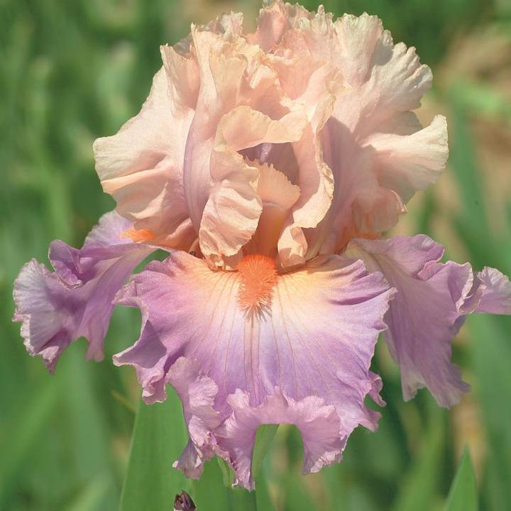 Iris germanica - Discovered Treasure Bearded Iris