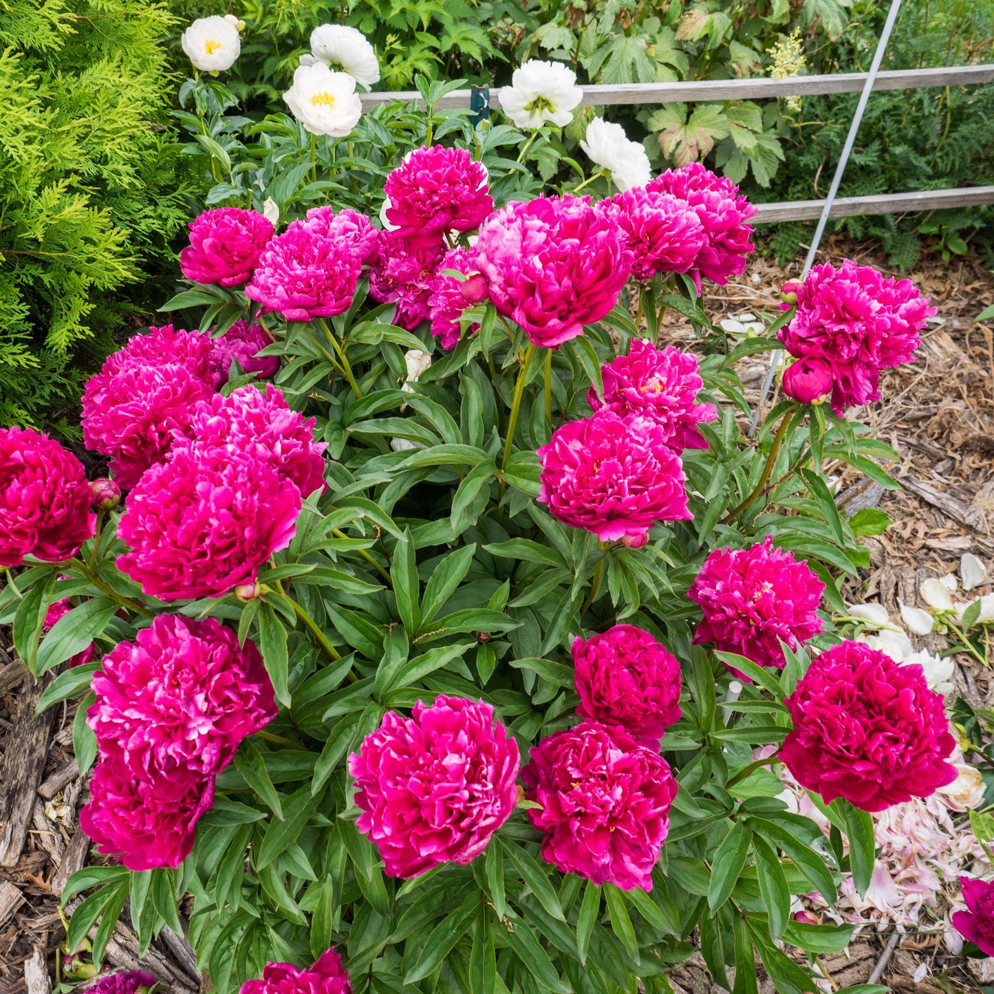 Paeonia lactiflora - Kansas Peony