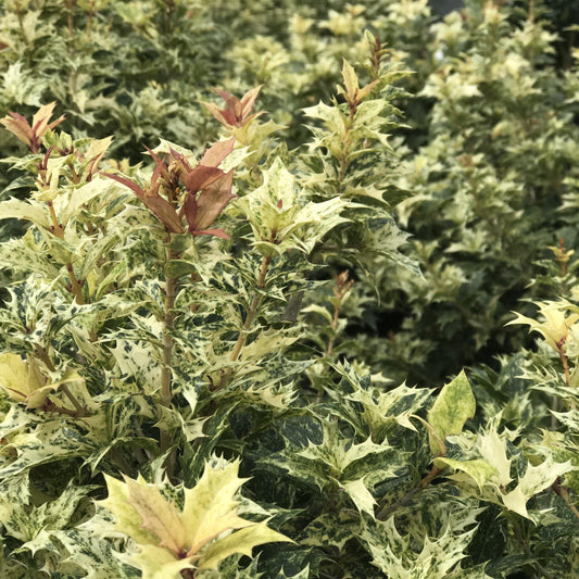 Osmanthus heterophyllus - Goshiki False Holly
