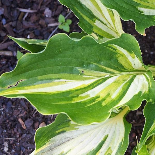 Hosta - Lakeside Paisley Print Hosta