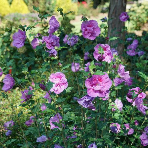Hibiscus syriacus - Dark Lavender Chiffon® Rose of Sharon