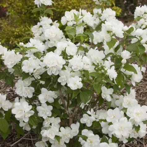 Philadelphus - First Editions® Snow White™ Mockorange
