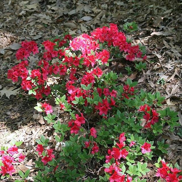 Bixby Azalea