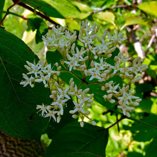Cornus amomum - Silky Dogwood