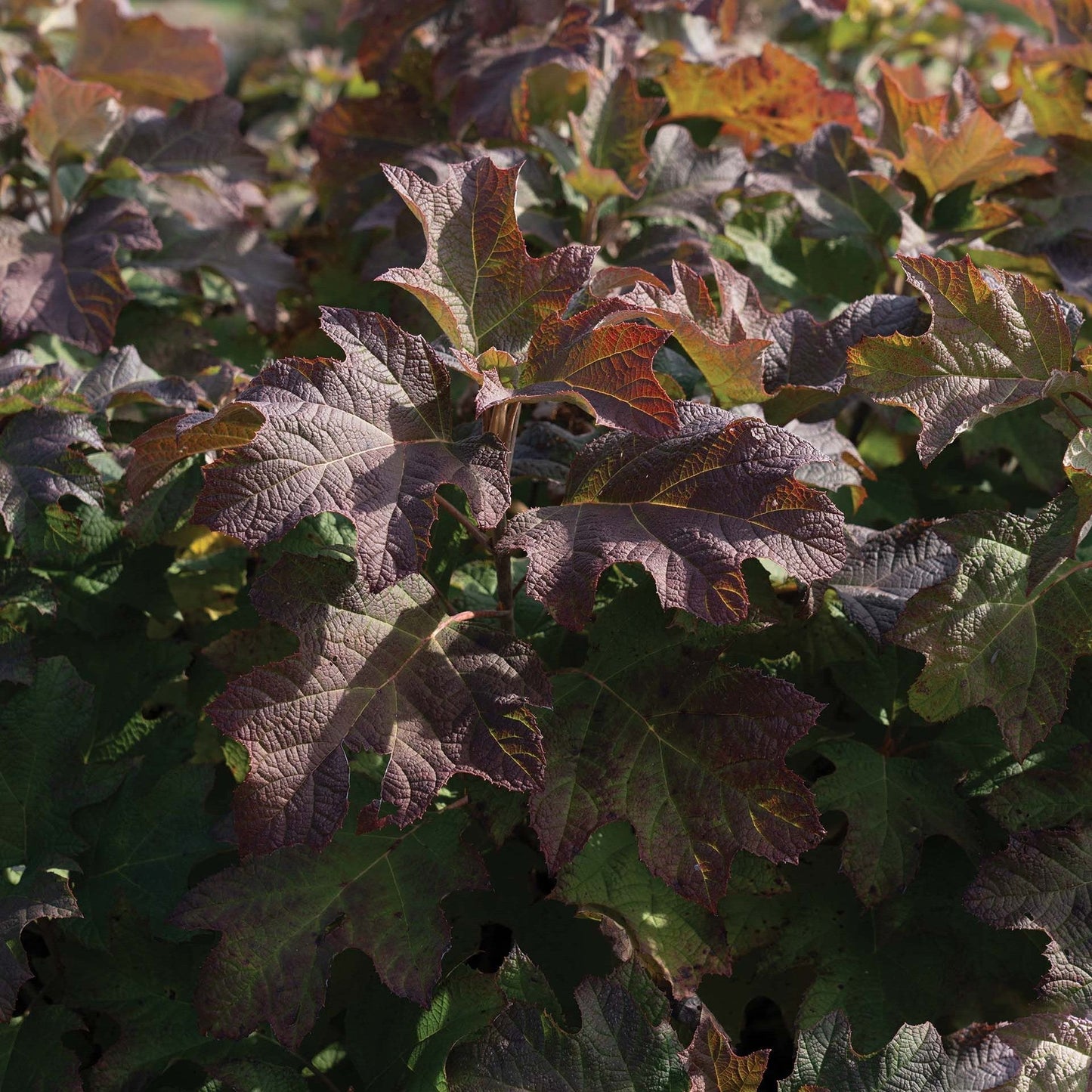 Hydrangea quercifolia - Autumn Reprise™ Hydrangea