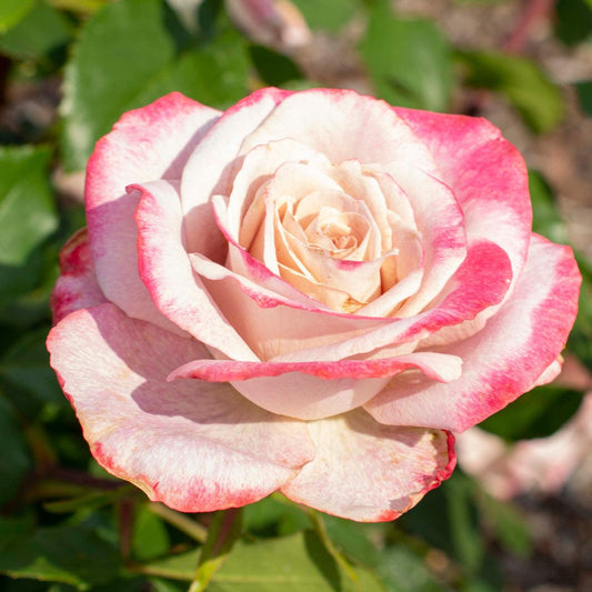 Rosa - Pinkerbelle™ Rose