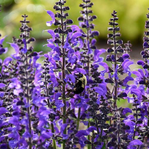 Salvia - PW® Color Spires® Indiglo Girl Salvia