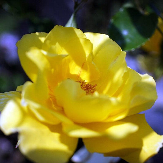 Rosa - Golden Showers Rose