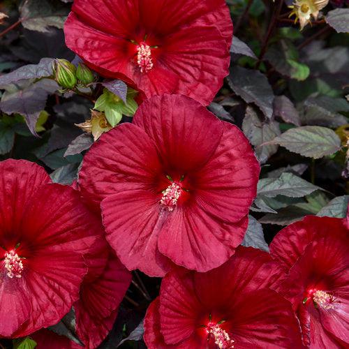 Hibiscus - Summerific® Holy Grail Hibiscus