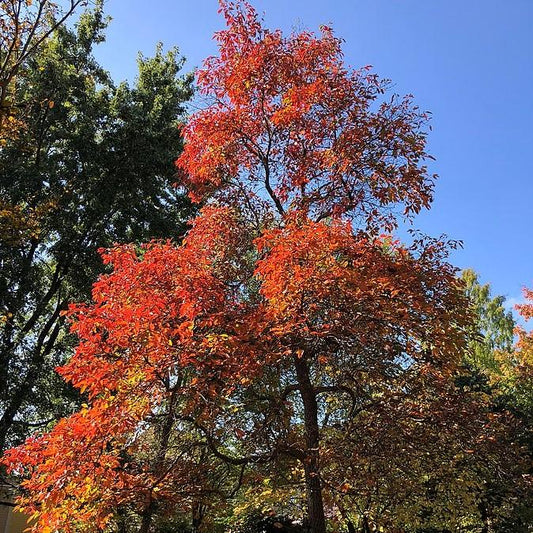 Sassafras albidum - Sassafras