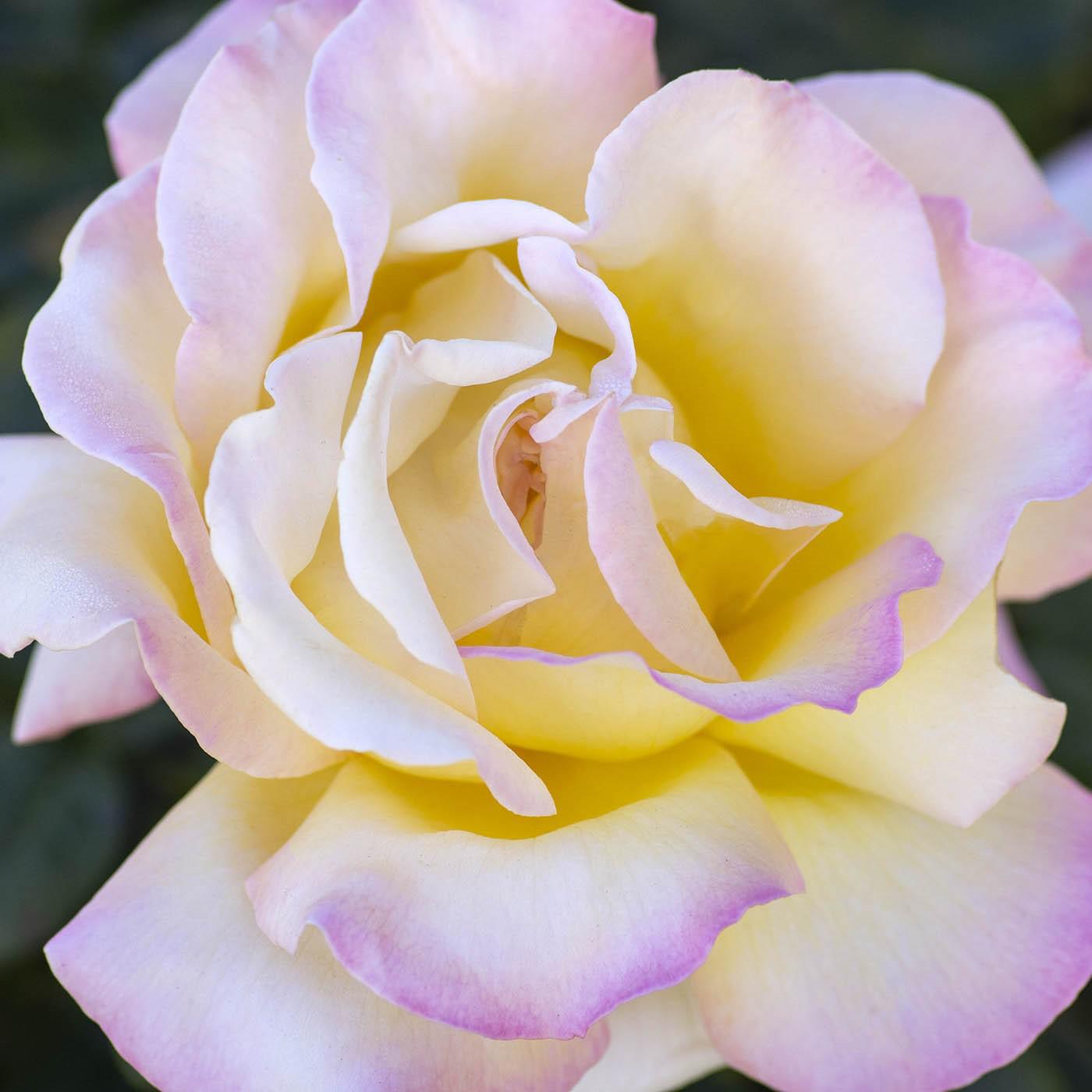 Rosa 'Peace' - Peace Rose