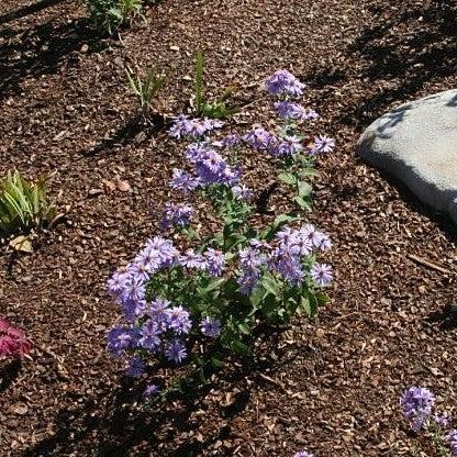Aster laevis - Bluebird Smooth Aster
