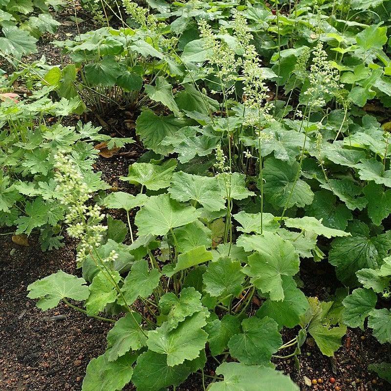 Heuchera villosa - Autumn Bride Coral Bells