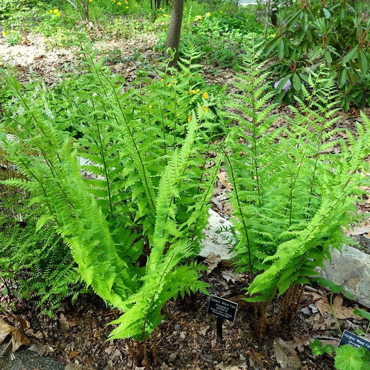 Dryopteris goldiana - Goldie’s Shield Fern, Giant Wood Fern