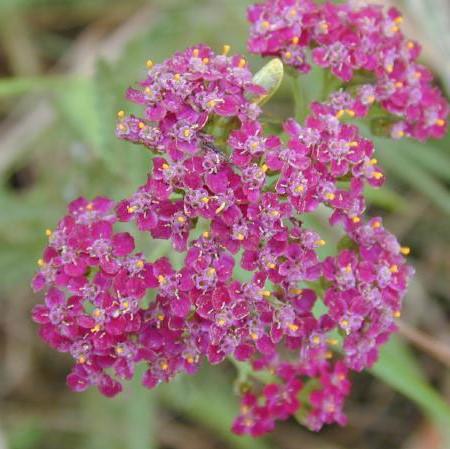 Achillea millefolium - Milly Rock™ Rose Yarrow