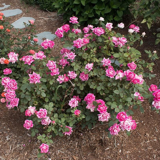 Rosa - Double Pink Knock Out® Rose
