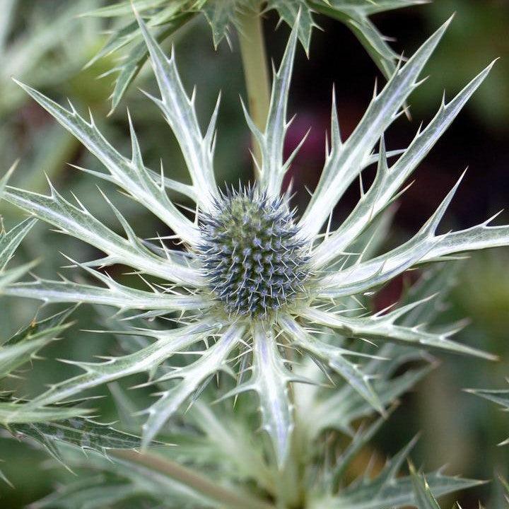 Eryngium x zabelii - Big Blue Sea Holly