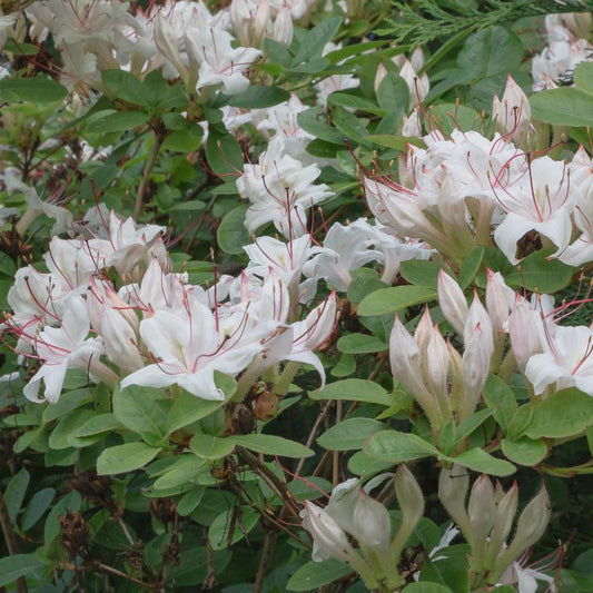 Azalea arborescens - Sweet Azalea