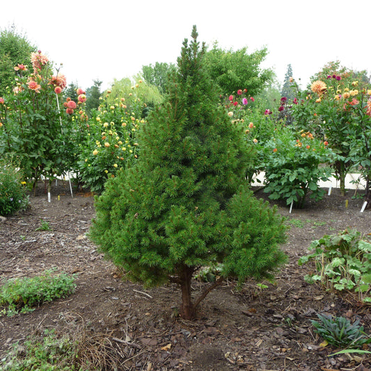 Picea glauca 'Conica' - Dwarf Alberta Spruce