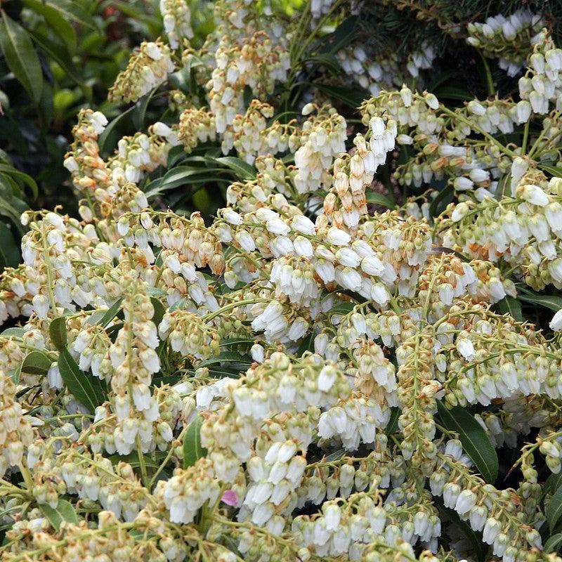 Pieris japonica - Purity Andromeda