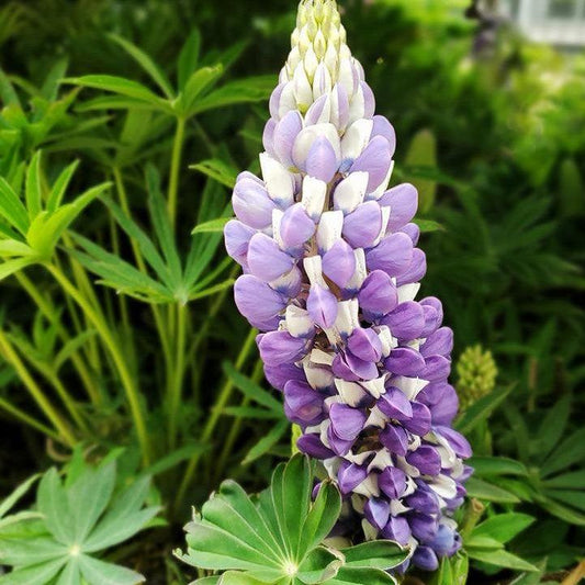 Lupinus 'The Governor' - The Governor Lupine