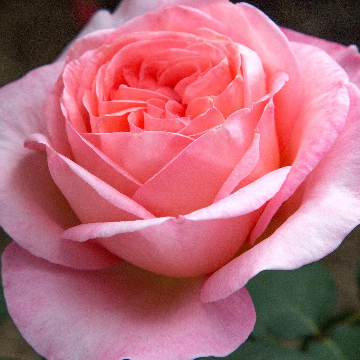 Rosa - Bloomables® Sweet Mademoiselle™ Rose