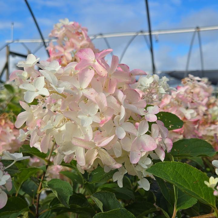 Hydrangea paniculata 'Bailpantwo' - French Manicure™ Hydrangea