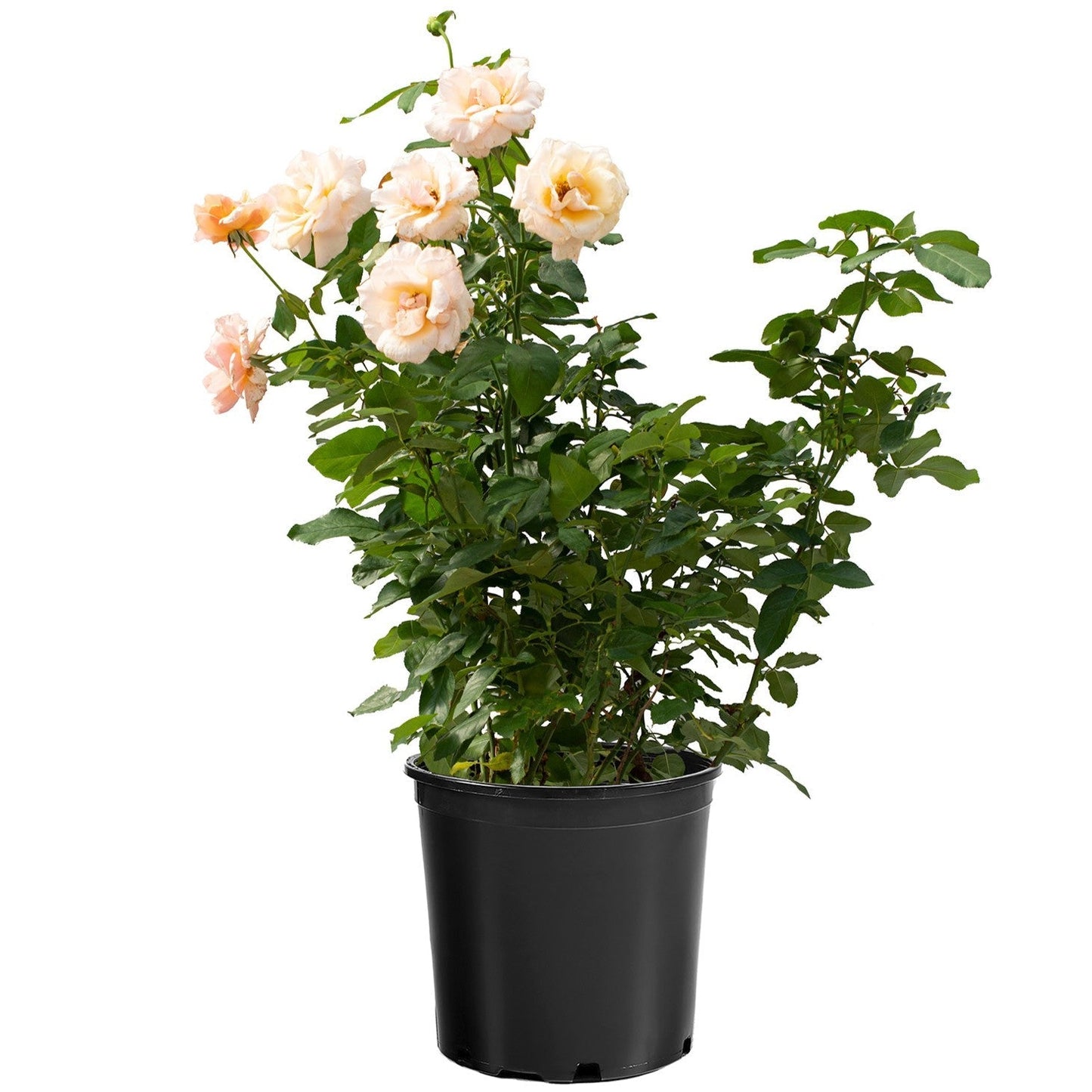 Rosa - Mother of Pearl® Rose