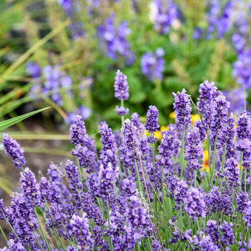 Lavandula angustifolia - Summer Serenade Lavender