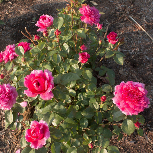 Rosa - Sophy's Rose