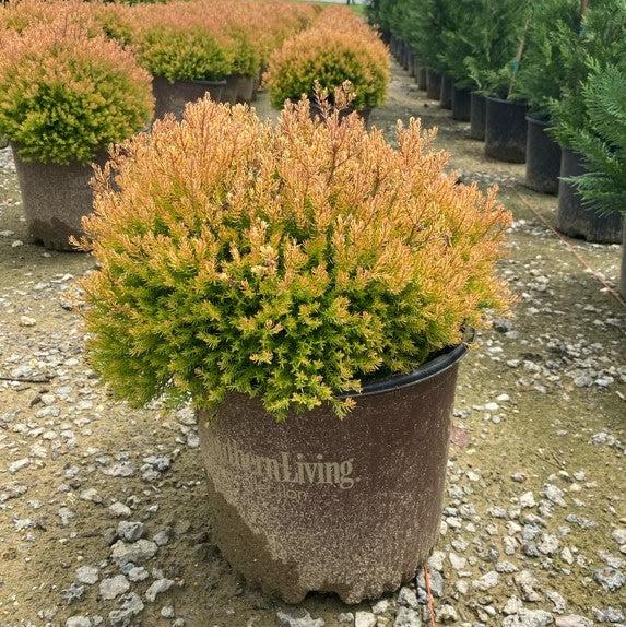 Thuja occidentalis - Fire Chief™ Globe Arborvitae