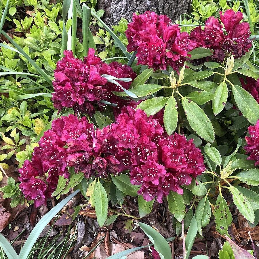 Rhododendron x 'Dark Lord'