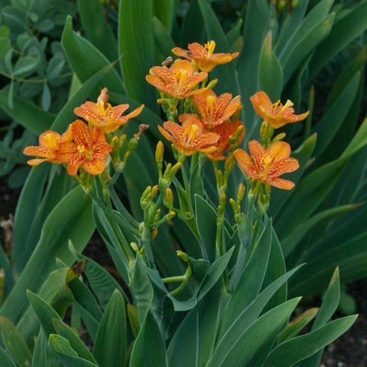Belamcanda chinensis - Freckle Face Blackberry Lily