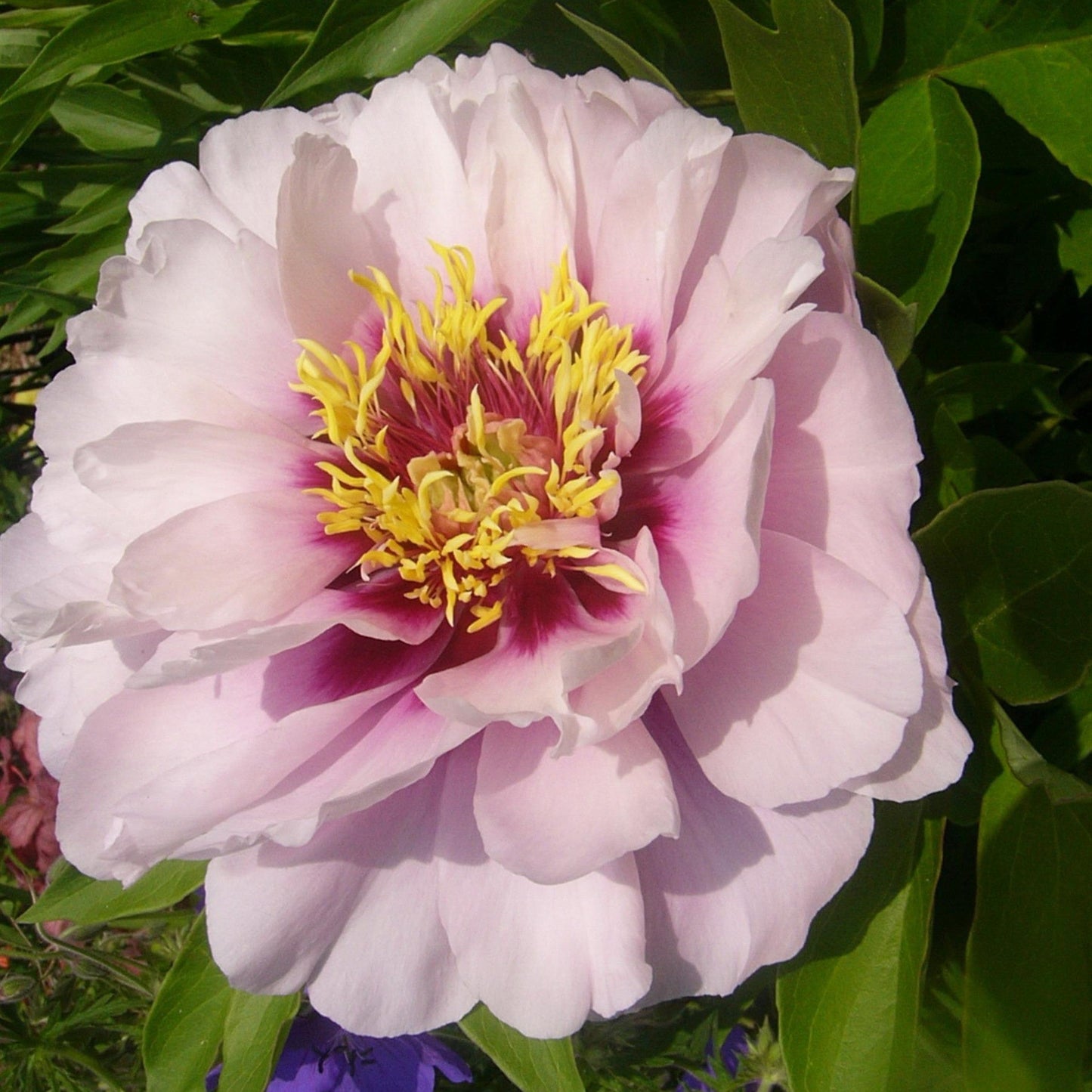 Paeonia - Cora Louise Itoh Peony