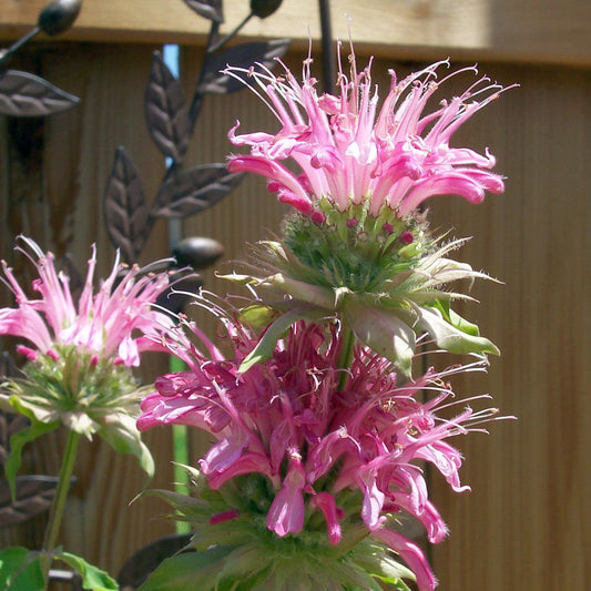 Monarda - Sugar Buzz® Bubblegum Blast Bee Balm