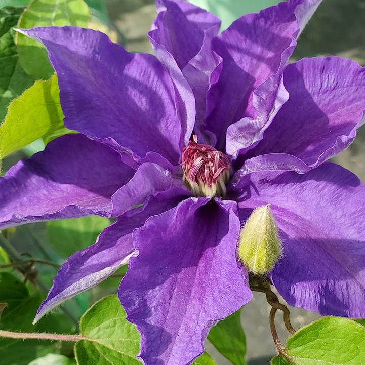 Clematis - Lindsay Clematis