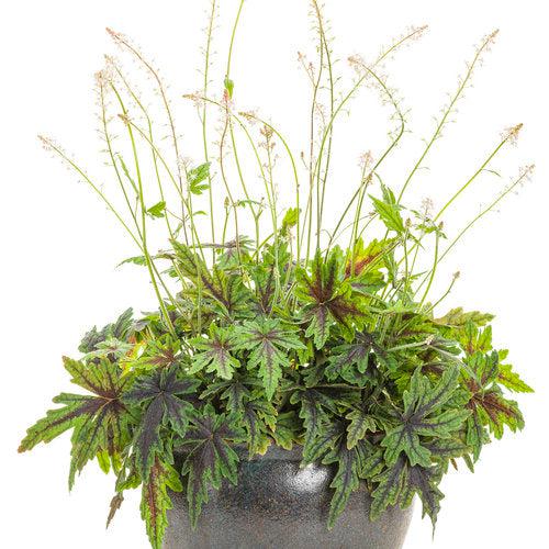 Tiarella - Cutting Edge Foamflower