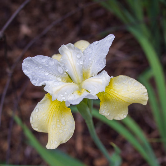 Iris sibirica - Butter and Sugar Siberian Iris