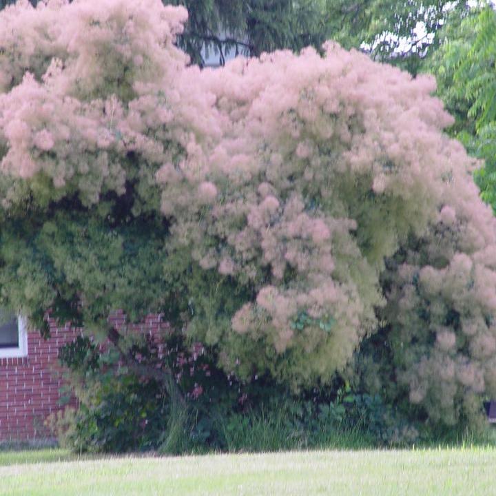 Cotinus obovatus - American Smoketree