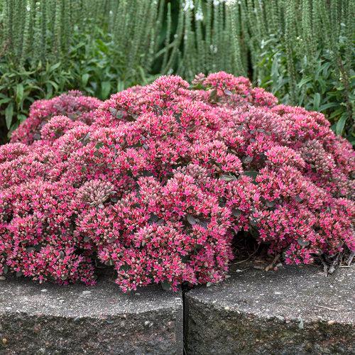 Sedum ‘Popstar’ - Rock 'N Round™ Popstar Stonecrop