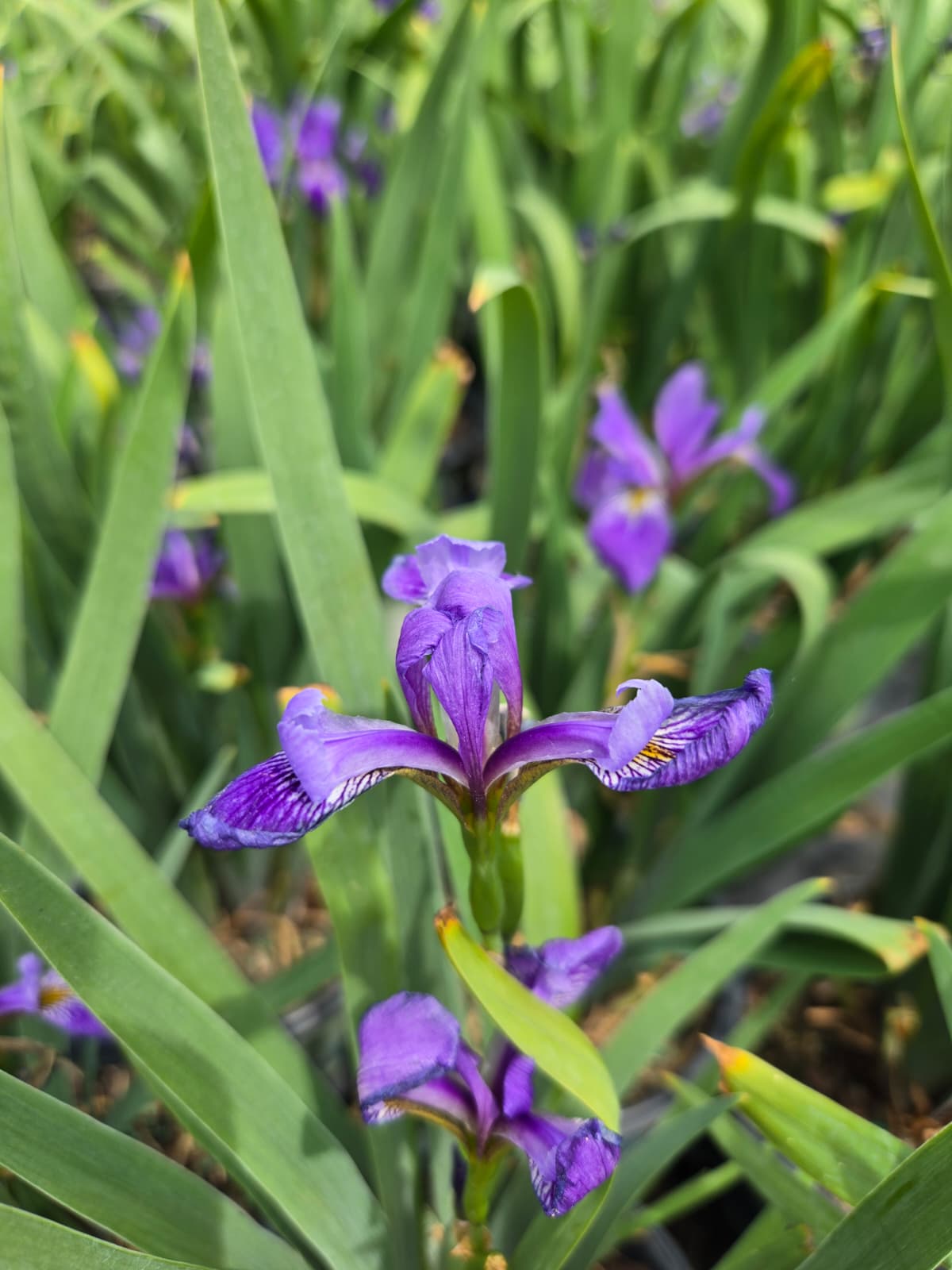 Iris versicolor - Northern Blue Flag Iris, Harlequin Blue Flag