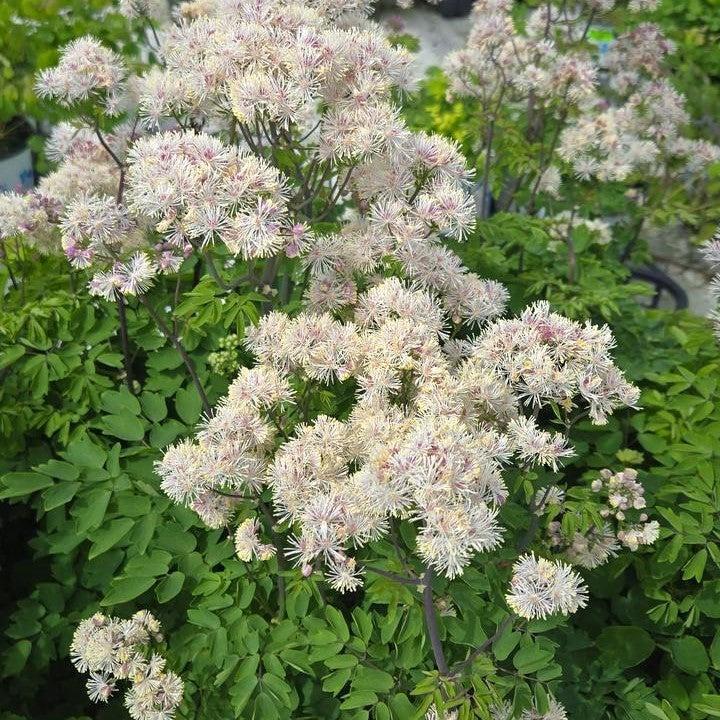 Thalictrum - Nimbus™ White Meadow-Rue