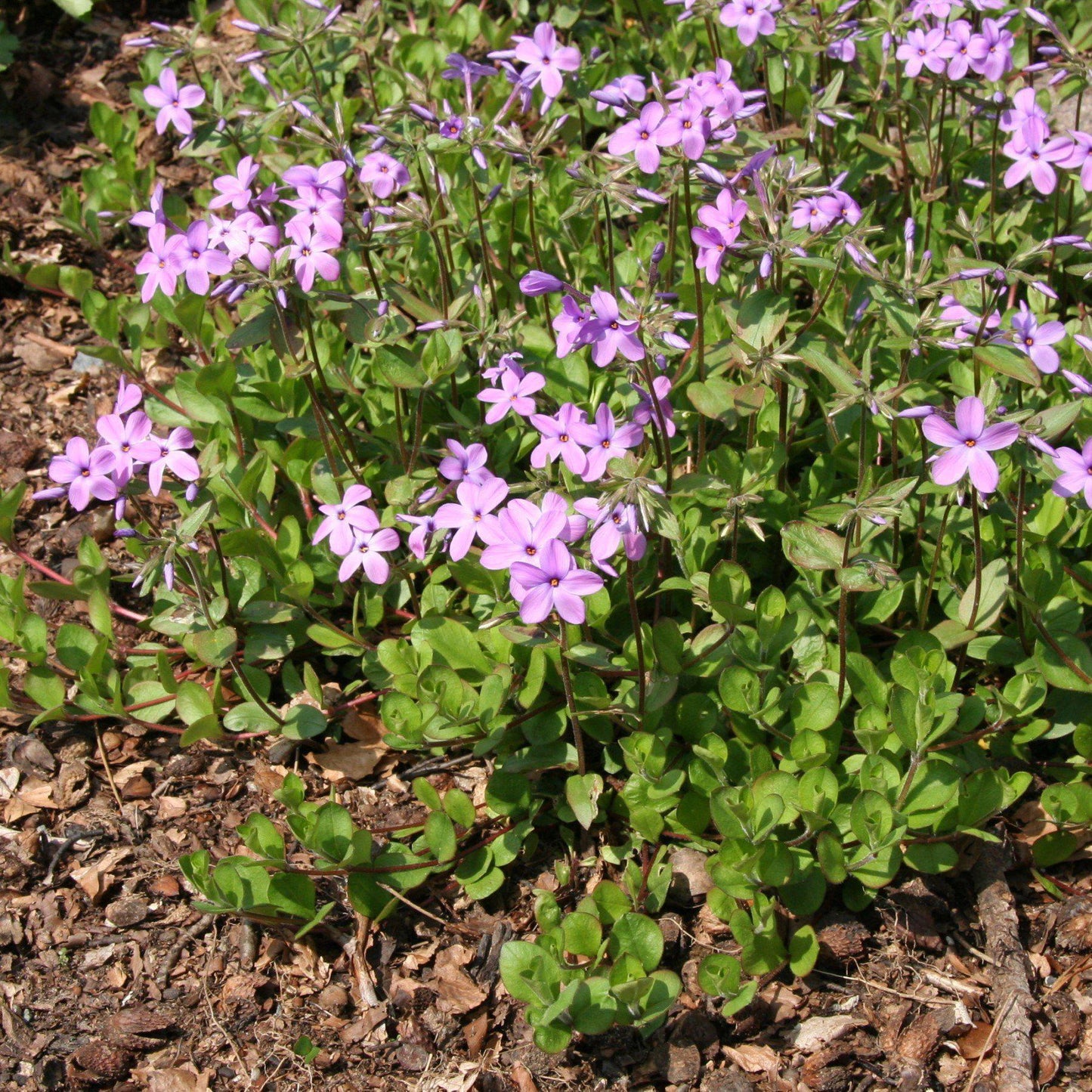 Phlox stolonifera - Creeping Phlox, Star-Rock Phlox