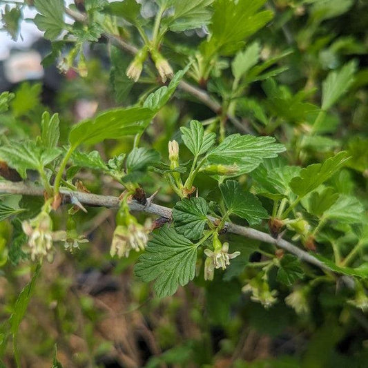 Ribes uva-crispa - Hinnonmaki Red Gooseberry