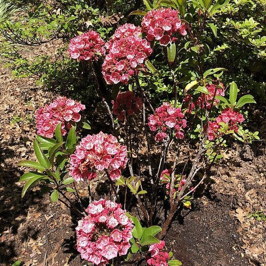 Kalmia latifolia - Raspberry Glow Mountain Laurel