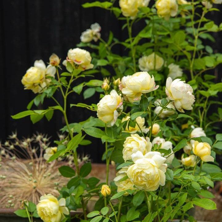 Rosa - Vanessa Bell® Rose